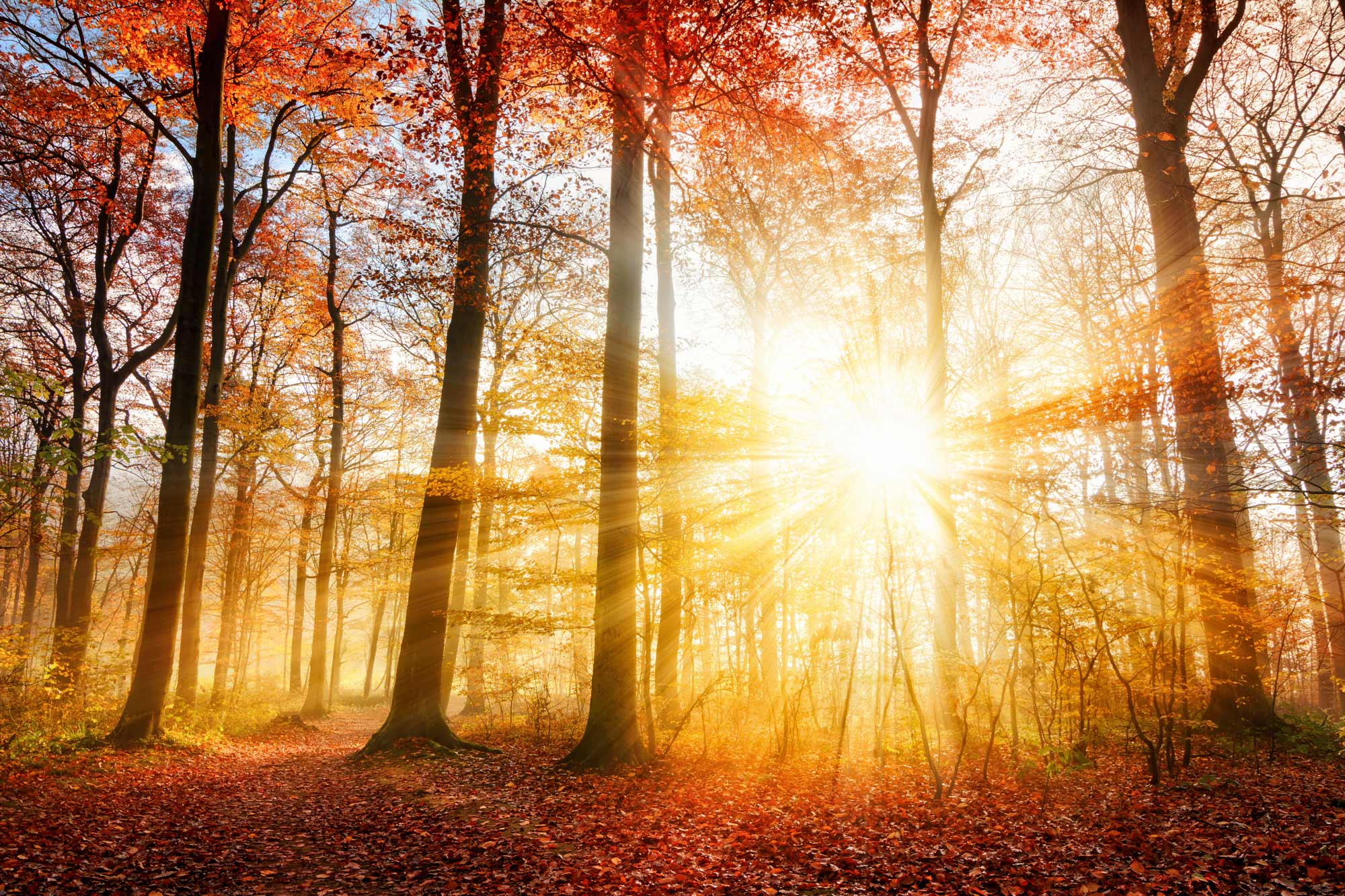 The sun setting in a forest during fall. The leaves have all turned red, the trees are half bare, and there is a bad of red leaves glowing in the sunlight on the ground.