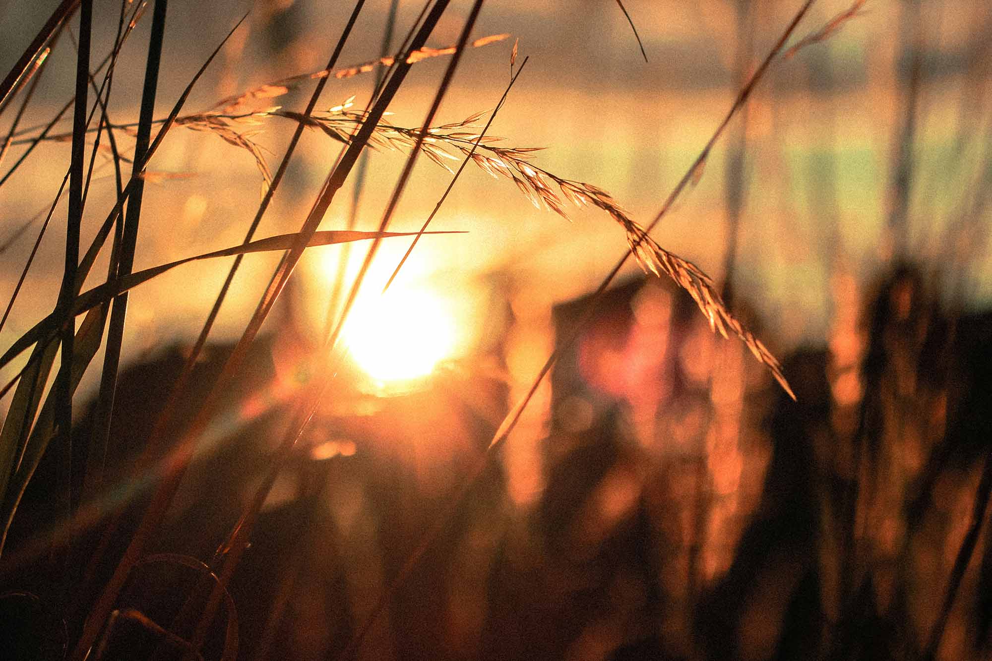 The sun sets over a field of wheat.