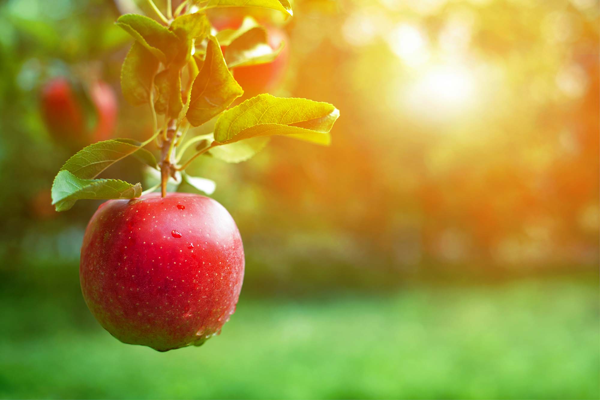 An apple hangs from a tree.