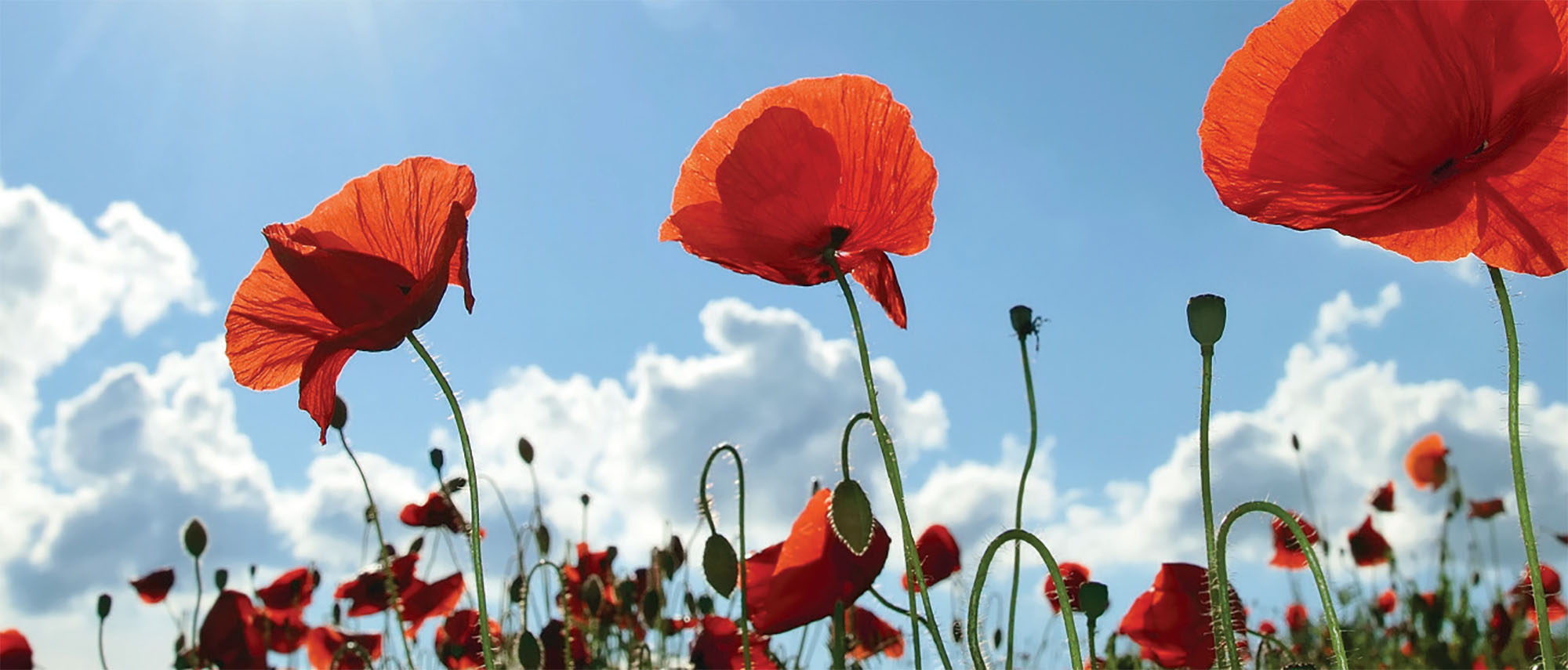 Poppy flowers in bloom