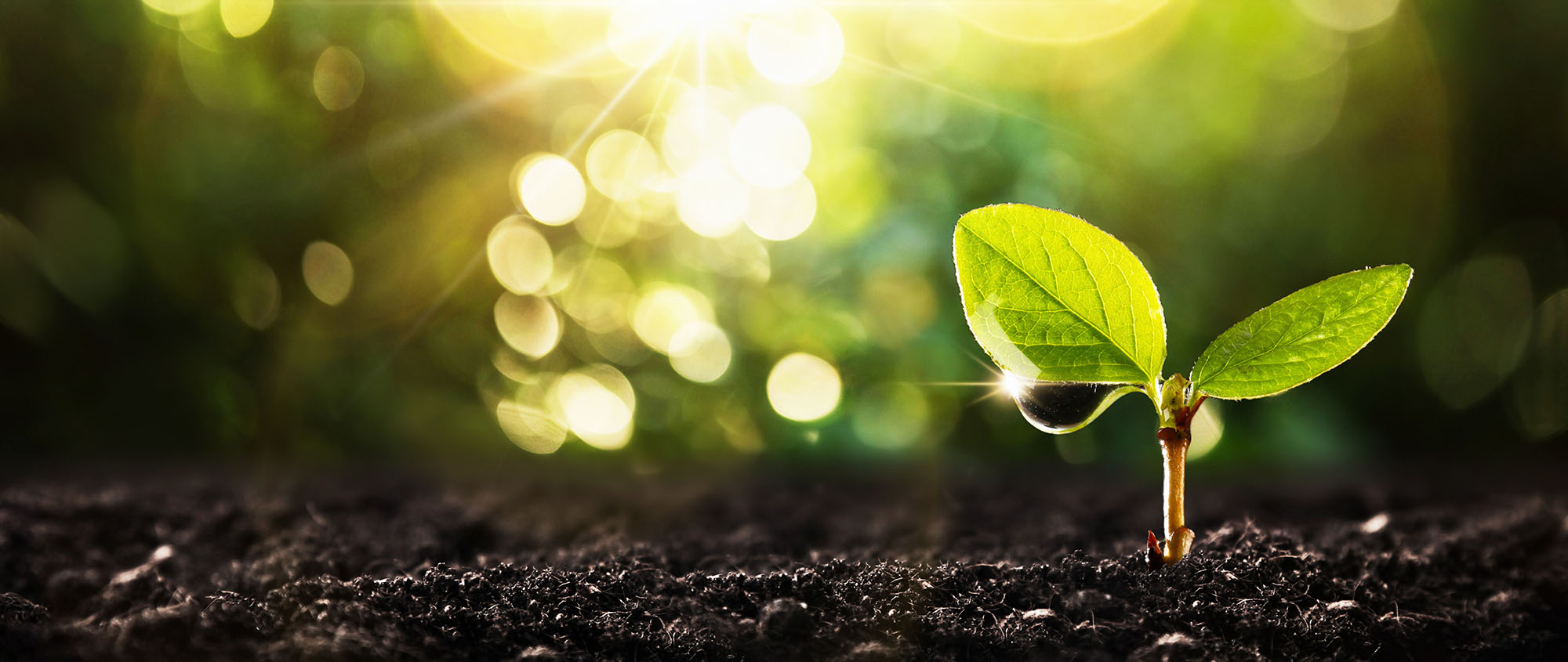 The first leafs of a plant grow out of soil.