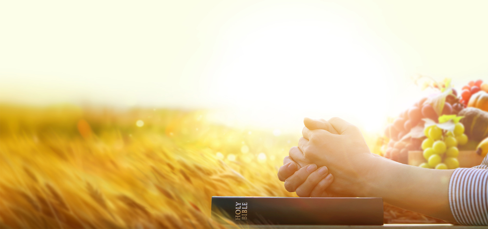 A person prays while reading a Bible outside in a field.